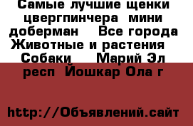 Самые лучшие щенки цвергпинчера (мини доберман) - Все города Животные и растения » Собаки   . Марий Эл респ.,Йошкар-Ола г.